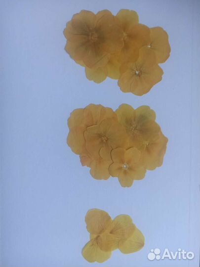 Сухоцветы гербарий