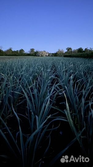 Чеснок семенной оригинальный