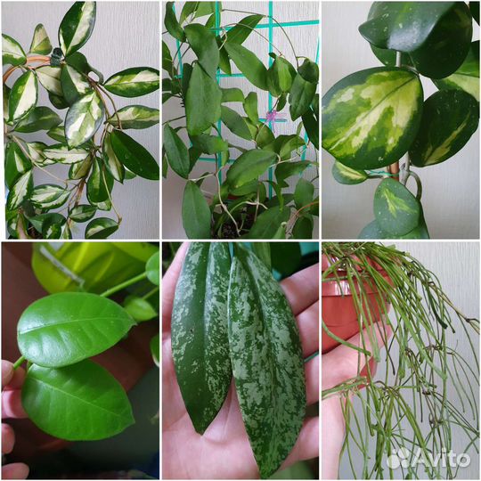 Хойя (некоторые сорта поближе)