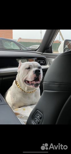 Вязка Американский булли xl