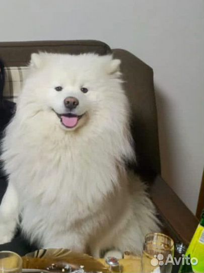 Вязка самоед