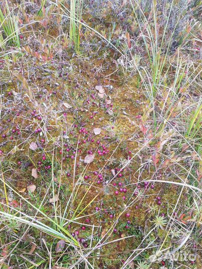 Клюква свежая