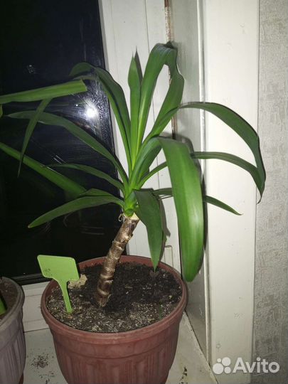 Пальма юкка