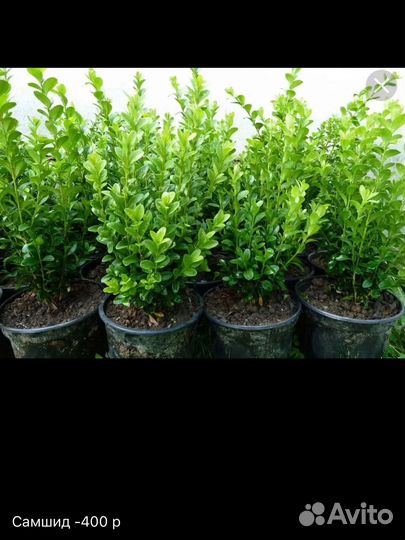 Хвойные растения, туи