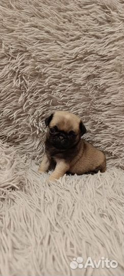 Щенки мопса