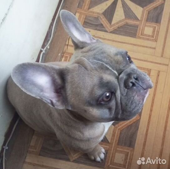 Французский бульдог, вязка