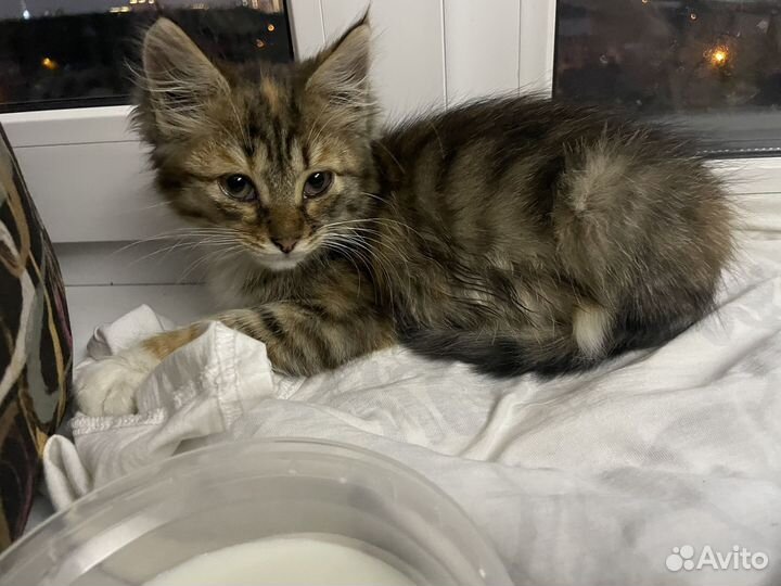 Котенок девочка