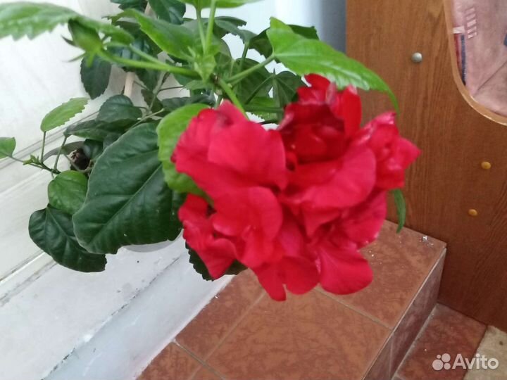 Компания из комнатных растений