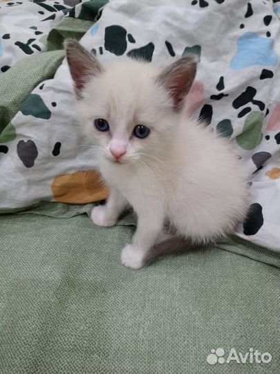 Кошка в дар бесплатно