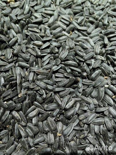 Семечка подсолнуха