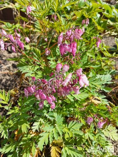 Дицентра разбитое сердце