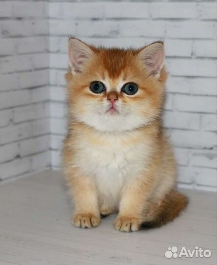 Котята золотые и серебристые шиншиллы