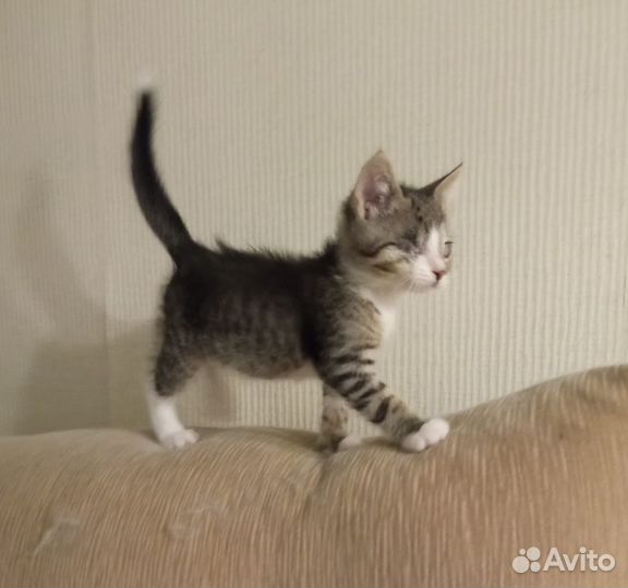 Котята в добрые руки даром