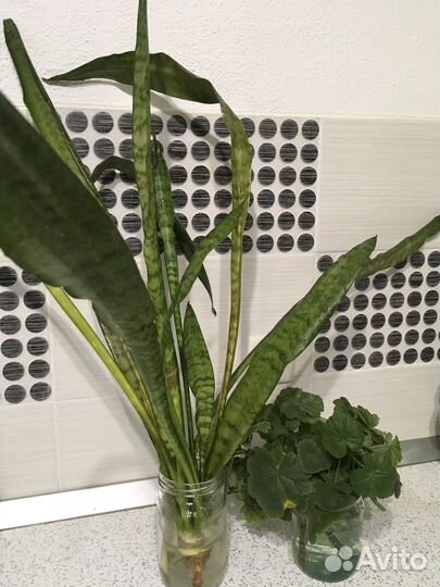 Сансевиерия комнатная