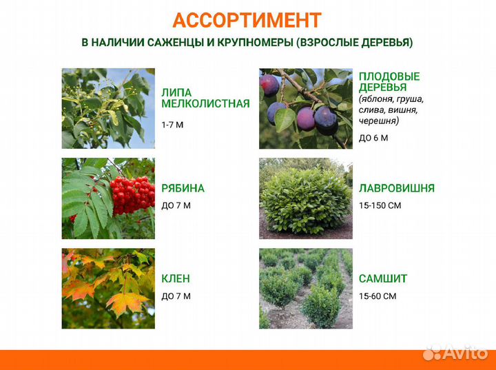 Лиственные деревья от производителя