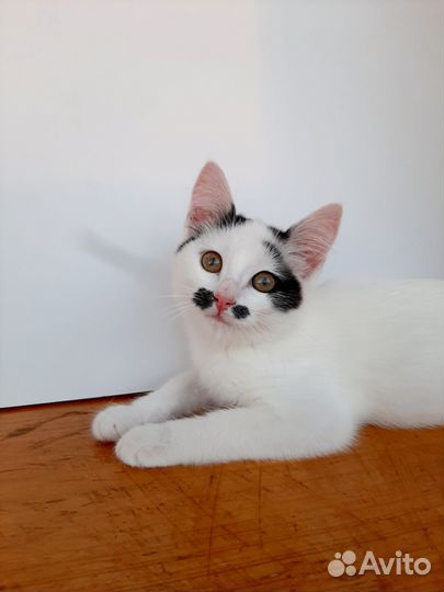 Ласкушка в добрые руки