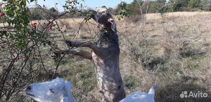 Телята, козлы