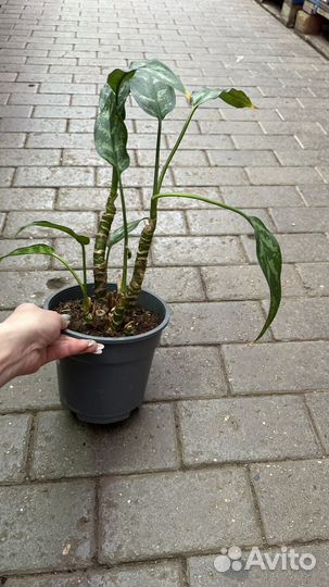 Аглонема mix