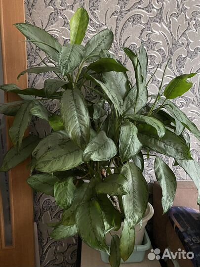 Диффенбахия