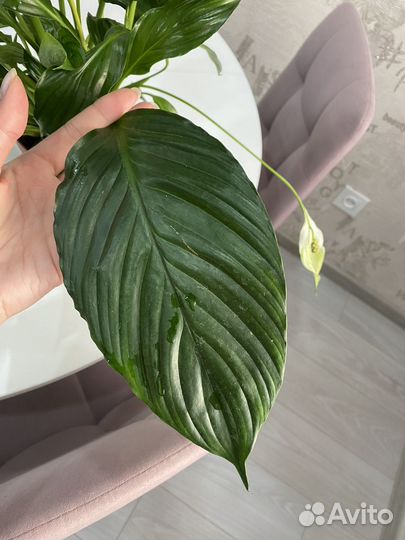 Спатифиллум женское счастье