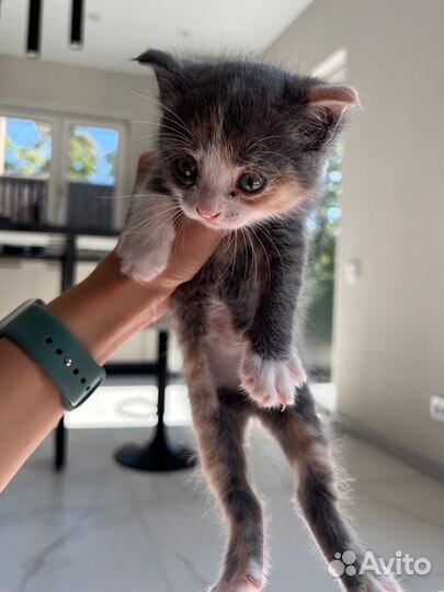 Чудесные котята в добрые руки, 1 месяц