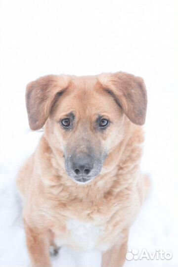 Собака в добрые руки Злата ищет дом