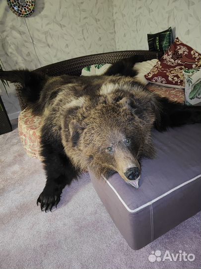 Медвежья шкура (имитация) Premium