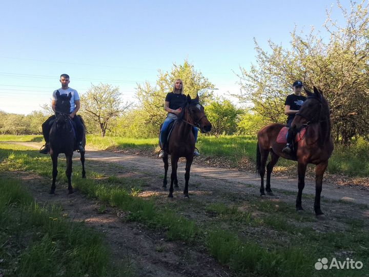 Конный спорт,занятия,прогулки