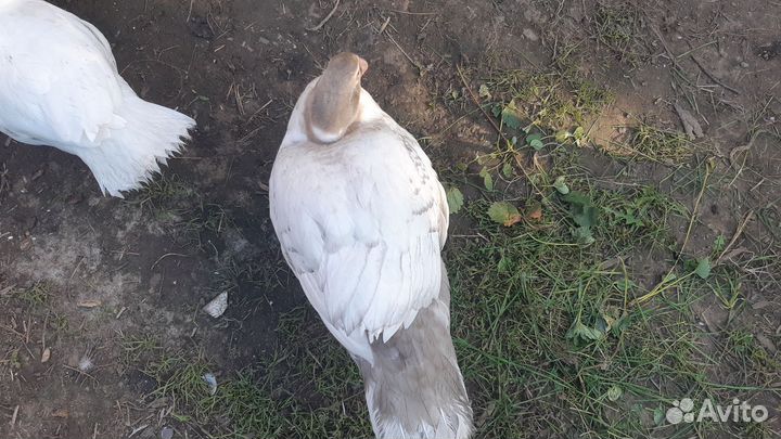 Мускусные утки тяжелые линии