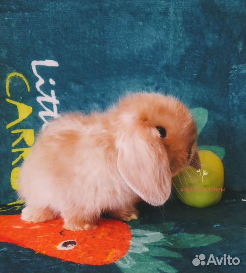 Кролик чистокровный карликовый баран