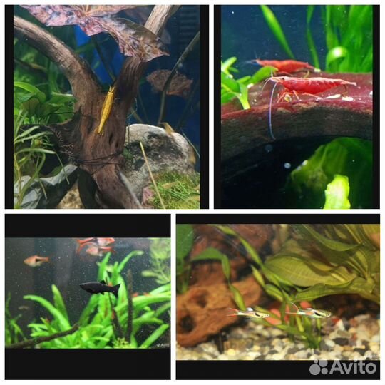 Креветки вишня Жёлтый неон Моллинезия Гуппи Эндл