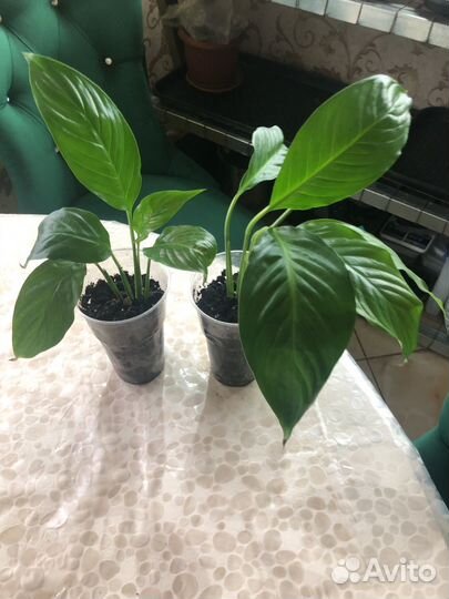 Комнатные цветы Спатифиллум женское счастье)