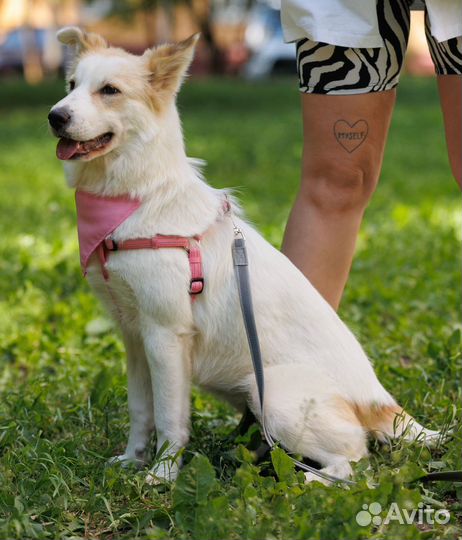 Собака метис в добрые руки