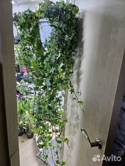 Плющ Хедера 24/150