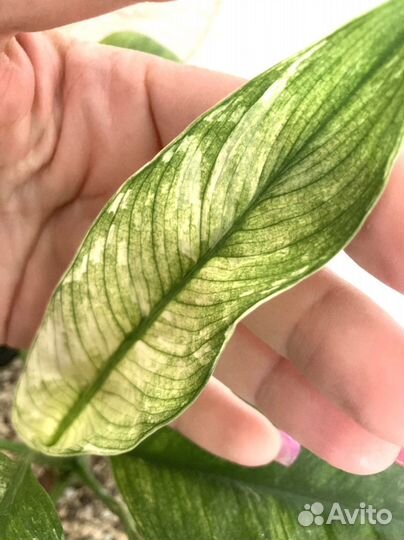 Спатифиллум Angel bebi