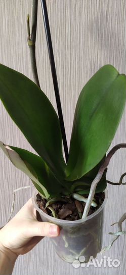 Коллекционный фаленопсис Albufeira