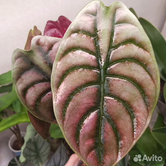 Алоказии клубни разные сорта