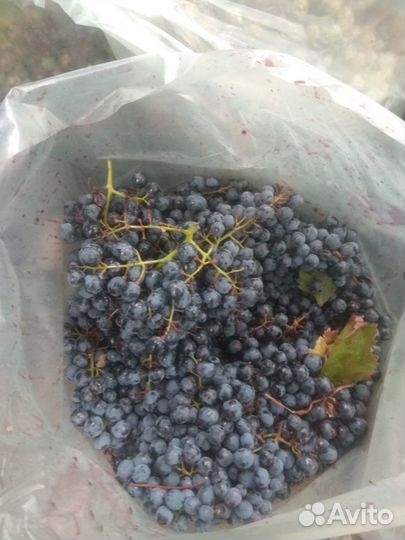 Виноград на вино и чачу