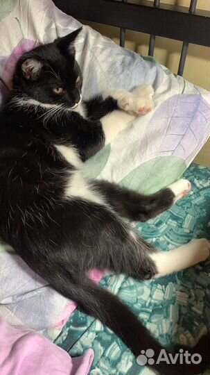 Отдам котика в добрые руки