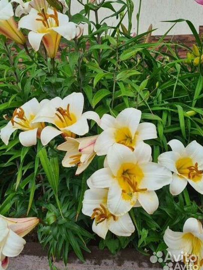 Лилии луковицы с цветком