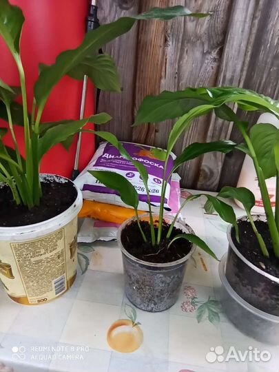 Спатифиллум