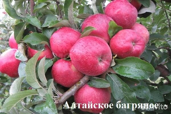 Яблоня саженцы