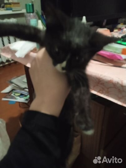 Котенок в добрые руки
