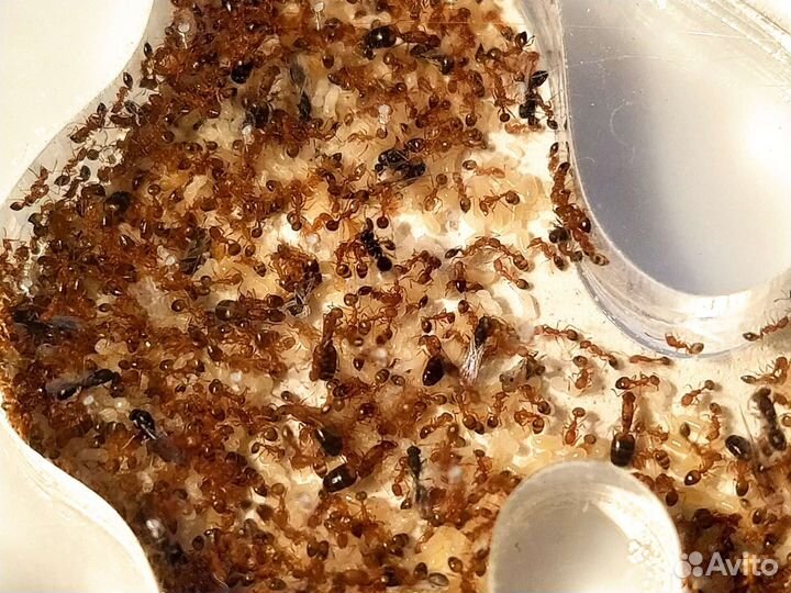 Monomorium Pharaonis