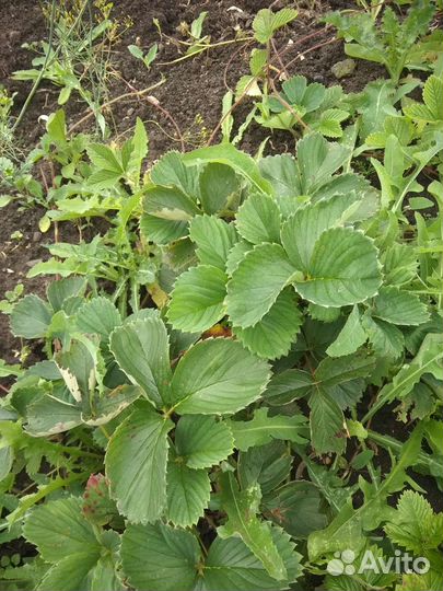 Саженцы. вишния, сливы,земляника,виктория