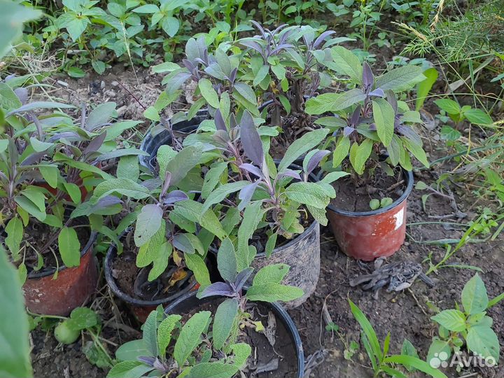 Шалфей пурпурный