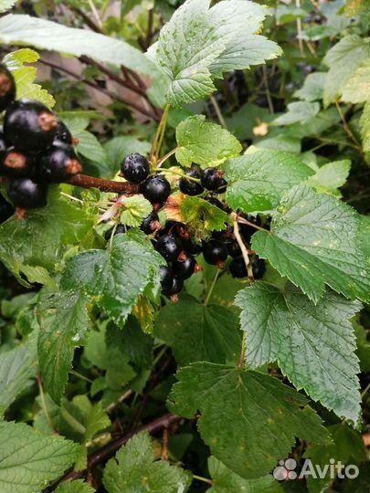 Черная смородина ягода