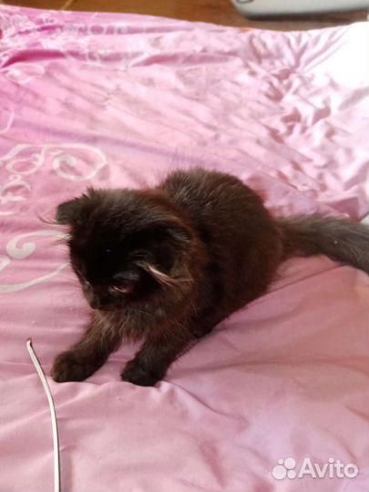 Шотланский вислоухий котенок мальчик