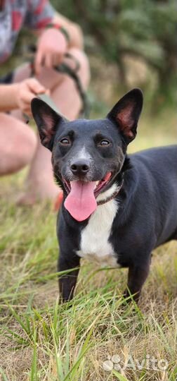 Коротколапый Веня в добрые руки