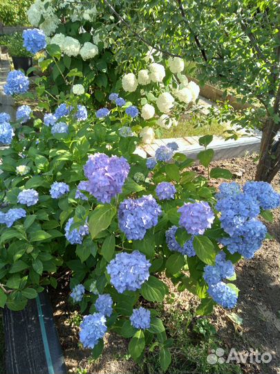 Гортензия крупнолистная